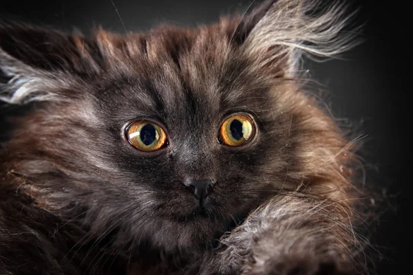 Porträt Eines Flauschigen Schwarzen Kätzchens Auf Grauem Hintergrund — Stockfoto