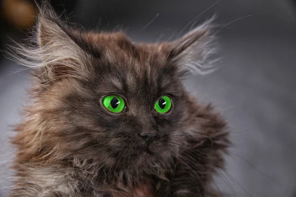 Porträt Eines Flauschigen Schwarzen Kätzchens Auf Grauem Hintergrund — Stockfoto