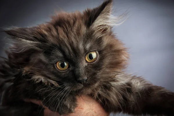 Portrait Fluffy Black Kitten Gray Background Studio — Stock Photo, Image