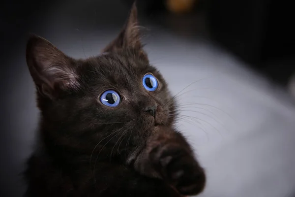 Portrait Fluffy Black Kitten Gray Background Studio — Stock Photo, Image