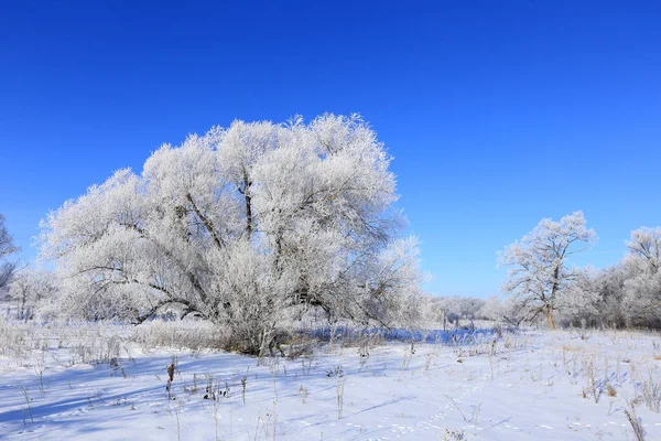 Paysage hivernal — Photo