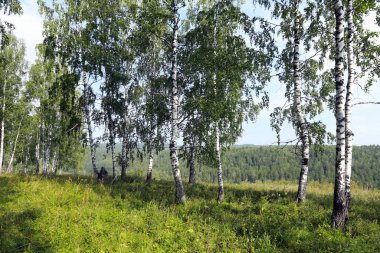 Urallarda huş grove