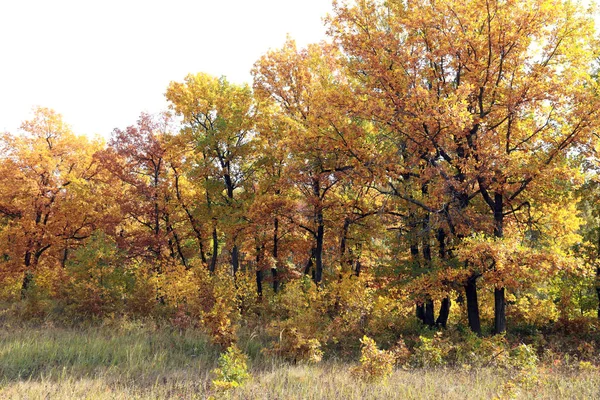 Otoño de Oro —  Fotos de Stock