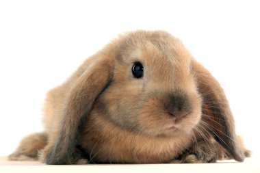 Bunny tavşan