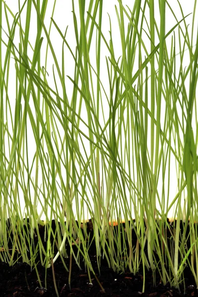 Młoda trawa zielony — Zdjęcie stockowe