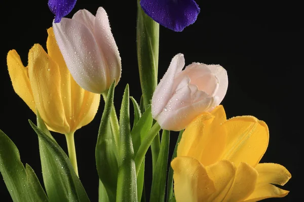 郁金香和鸢尾花 — 图库照片