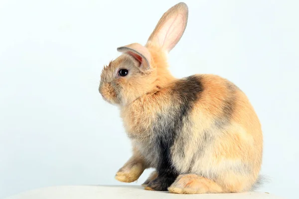 Conejo conejo — Foto de Stock