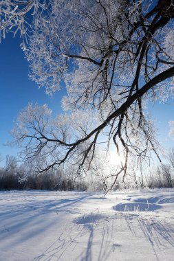 hoarfrost Oaks'da
