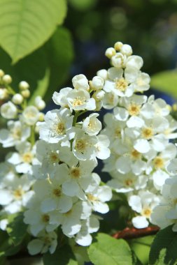 kuş kiraz ağacı çiçekleri