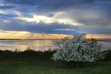 nehir kıyısında çiçek açması elma ağacı