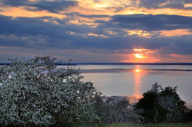 nehir kıyısında çiçek açması elma ağacı