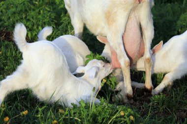 Keçi bir çayır üzerinde çocuklarla