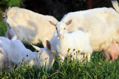 Keçi bir çayır üzerinde çocuklarla