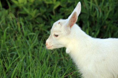 goatling bir çayır üzerinde