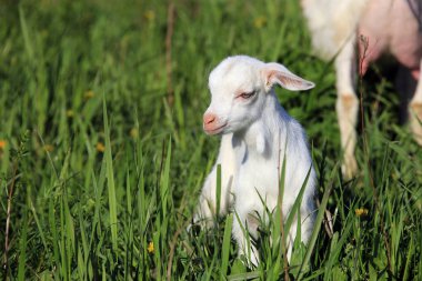 goatling bir çayır üzerinde
