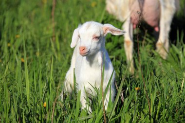 goatling bir çayır üzerinde