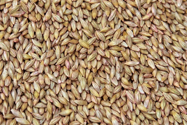 Вибране зерно — стокове фото
