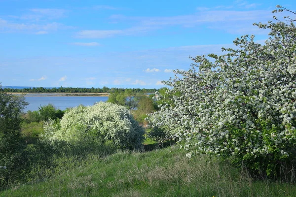 花朵盛开的苹果树在河岸边 — 图库照片