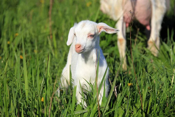 Cabra en un prado — Foto de Stock