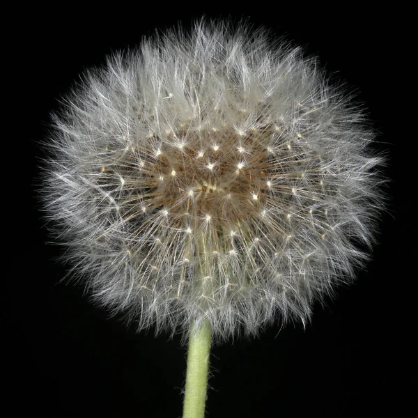 Dente-de-leão fofo — Fotografia de Stock