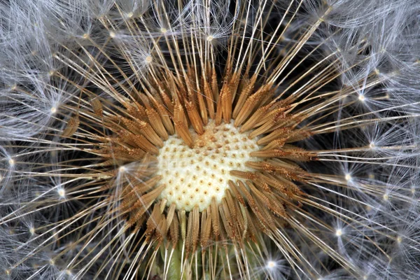 Fluffy løvetann – stockfoto