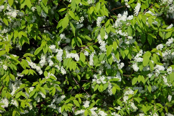 Blooming branch apple tree — 스톡 사진