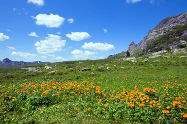 Dağların eteklerinde kar ve çiçekler