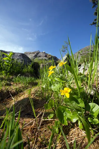 Flores amarillas de las montañas Sayan día de verano soleado — Foto de Stock