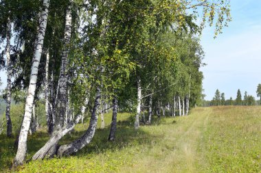 Urallarda huş grove