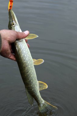 kancaya pike