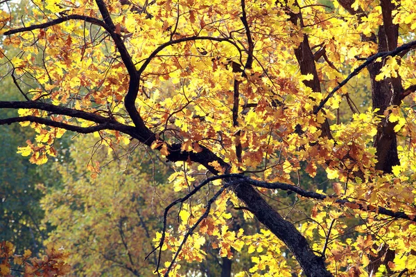 Herfstbos — Stockfoto