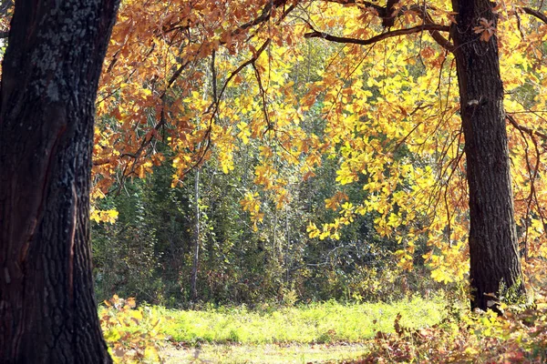 Bosque de otoño —  Fotos de Stock