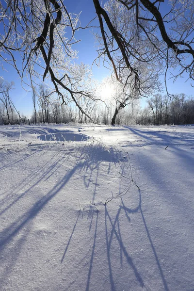 Hoarfrost Oaks'da — Stok fotoğraf