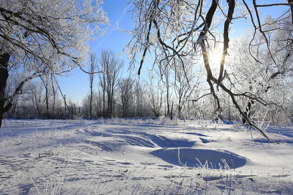 Hoarfrost Oaks'da — Stok fotoğraf