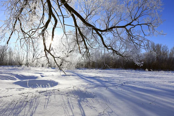 Oaks in hoarfrost — Stock Photo, Image