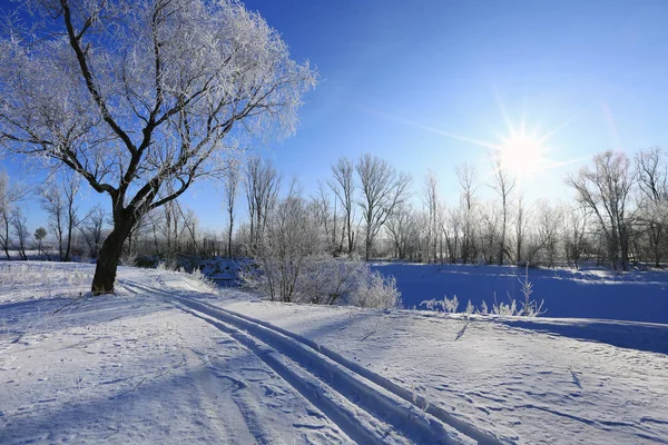 Hoarfrost Oaks'da — Stok fotoğraf