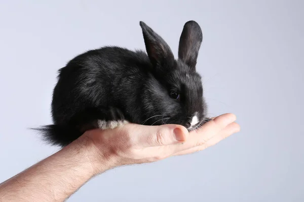 Черный кролик в ладони — стоковое фото