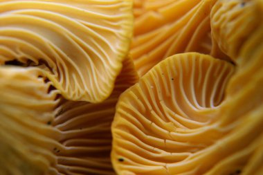 Güzel ve parlak, turuncu mantarlı makro.