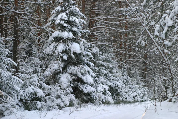 Περπατήστε Μέσα Από Όμορφα Μέρη Παγωμένο Ρωσικό Χειμώνα — Φωτογραφία Αρχείου