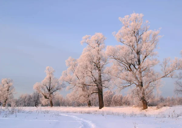 Lång Promenad Naturen Snöig Rysk Vinter — Stockfoto