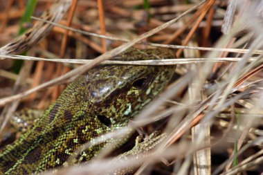 Küçük vahşi kertenkele çimenlerde yürüyor.