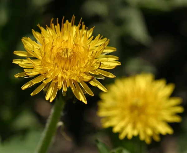Kwitnący Żółty Mniszek Lekarski Wiosnę Naturze — Zdjęcie stockowe