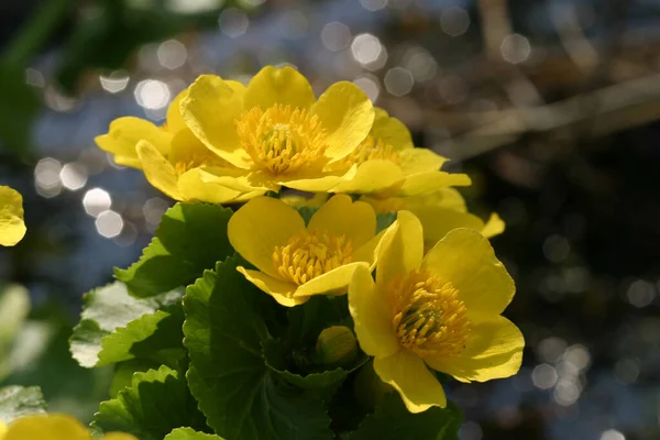 Sumpfblumen Blühen Frühling Russland — Stockfoto