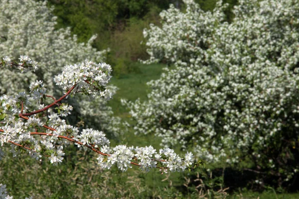 Promenera Utomhus Våren Blommande Äppelträd — Stockfoto