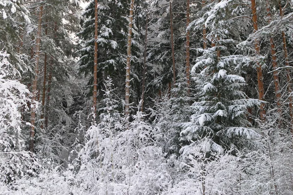 美しい場所を歩く霜の多いロシアの冬 — ストック写真
