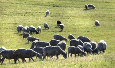 Otlakta otlayan büyük bir koyun sürüsü.