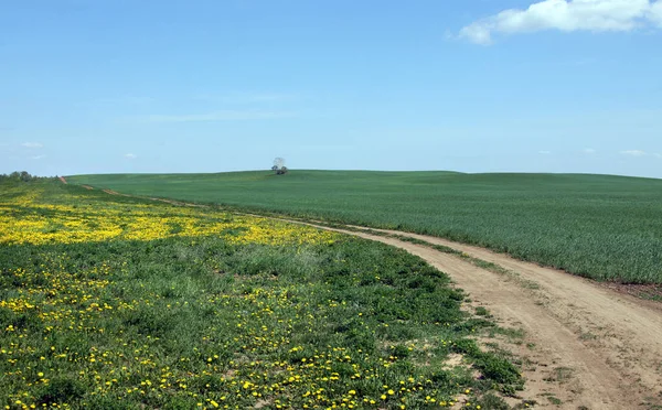 Довгі Літні Прогулянки Російських Квіткових Луках — стокове фото