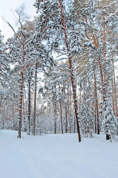 早朝の雪に覆われた松林の冬の風景 — ストック写真