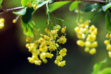 Güneşli bir günde bahçemizde tomurcuklanan böğürtlen dalları.
