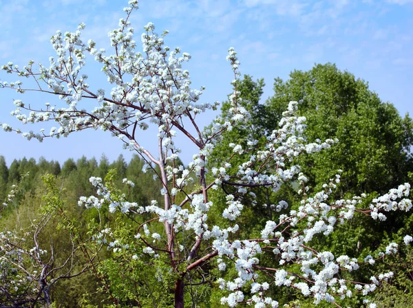 Close Van Bloeiende Appelboom Tak Tegen Een Achtergrond Van Groene — Stockfoto